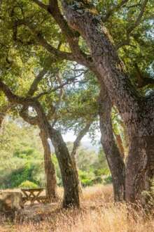 9.000 sobreiros e azinheiras